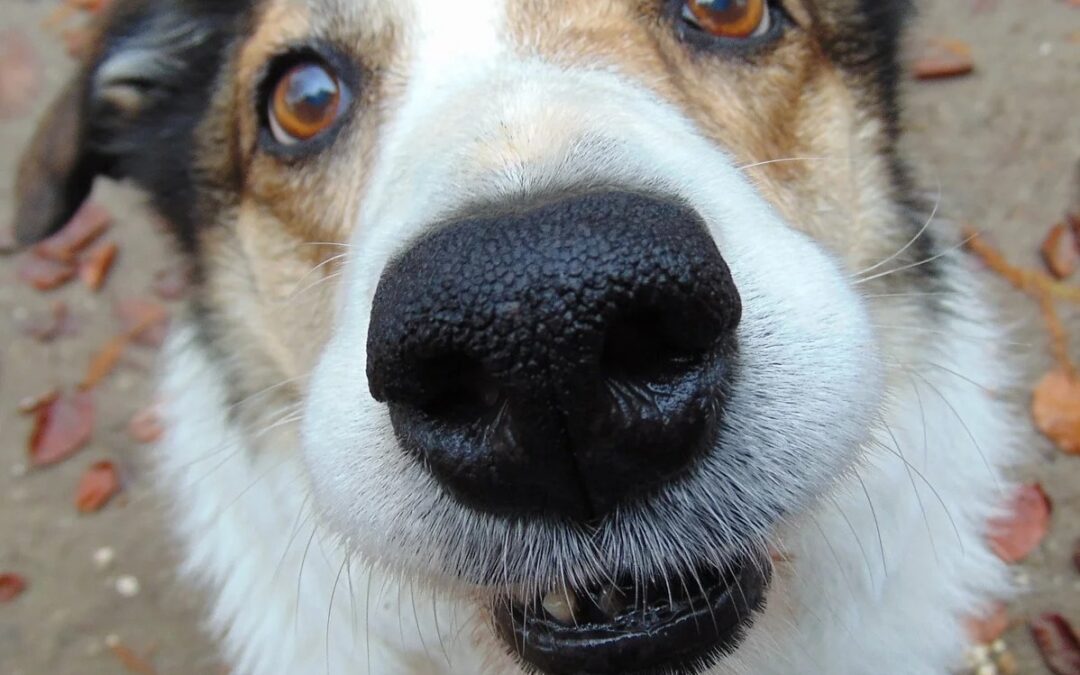 Jij kiest je hond, maar je hond kiest ook jou!
