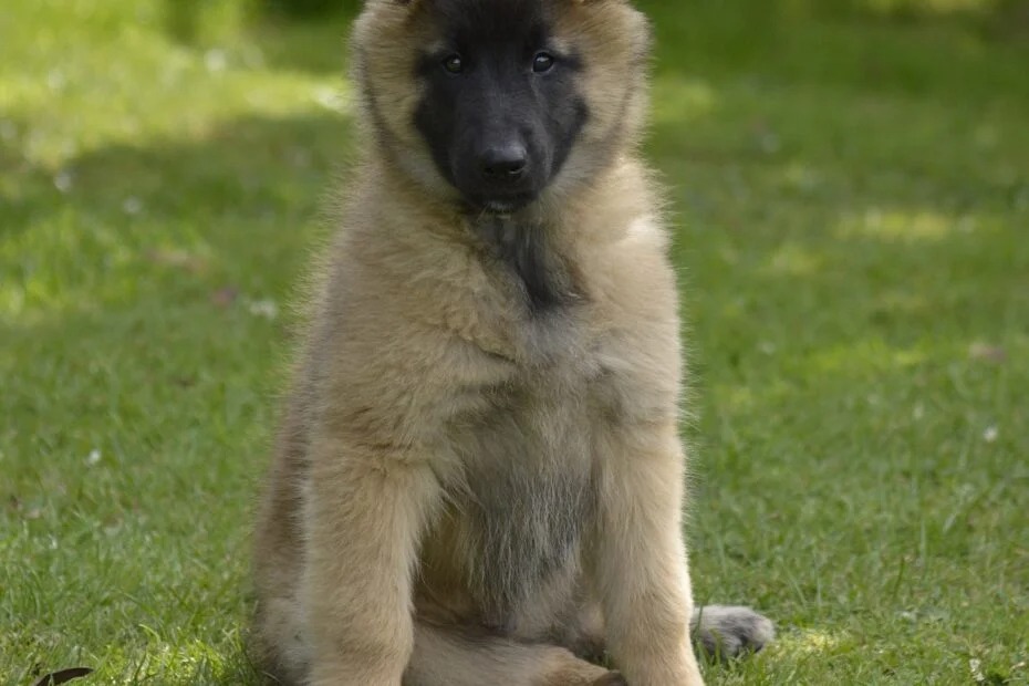 Eindelijk kunnen we een puppy in ons leven verwelkomen