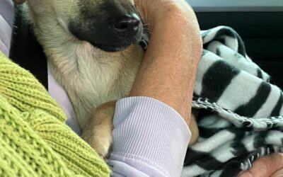 Van gedumpte pup naar gelukkige huishond?