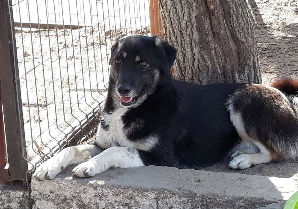 We hebben een puppy in de gedaante van een 2-jarige hond